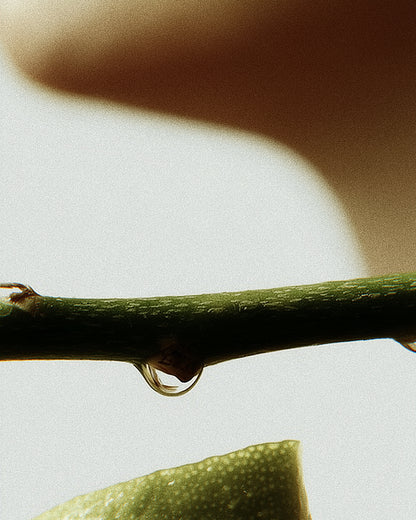 DAILY HERBAL COOL 涼感除臭噴霧